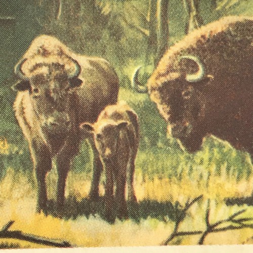 WILDLIFE IN DANGER Brooke Bond Teekarten - einzeln verkauft - wählen Sie aus - Bild 26 von 106