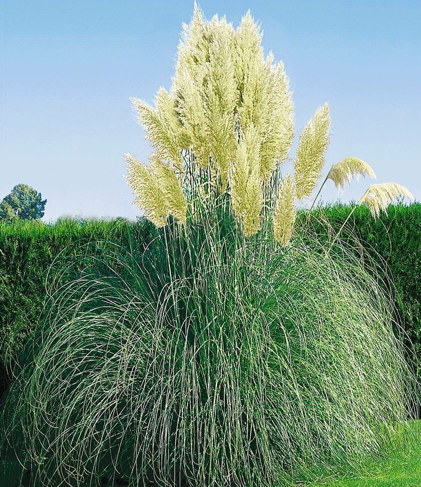 Weißes Pampasgras, 1 Pflanze Cortaderia selloana 4250920603508 eBay