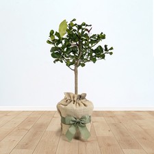 Citrus Lemon Tree, Approximately 70-90cm Tall  Gift Wrapped (4L pot)