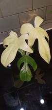 Philodendron Florida  Ghost Indor Plant Indoor House Plant 
