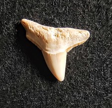 Shark Tooth Fossil: Rare Cretolamna Cretaceous Mackerel Shark Tooth SC