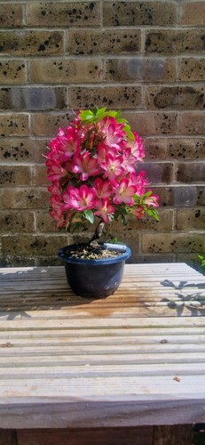 SEIDAI Satsuki Azalea Bonsai - Picture 2 of 5