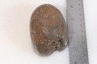 Petrified Washington Teredo Fossil Wood 13.1 oz lapidary end cut rough — photo 3