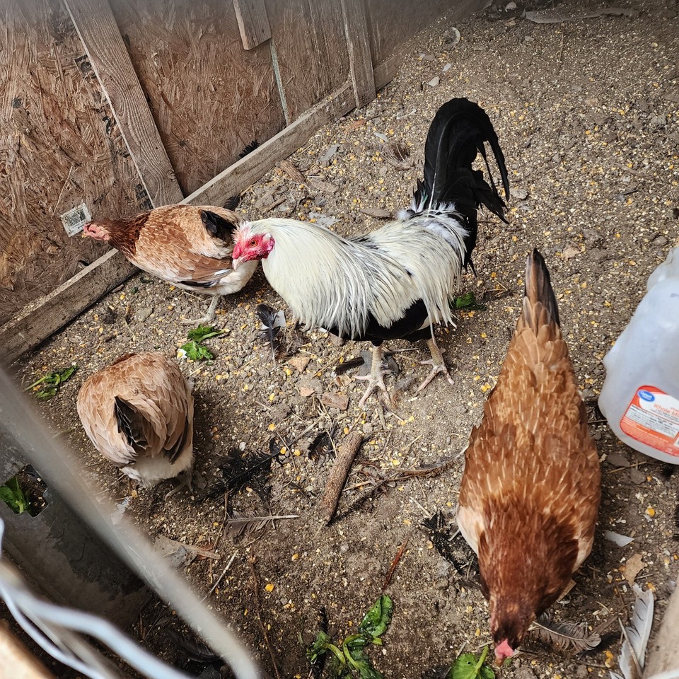 hatching eggs. 8 grey kelso eBay