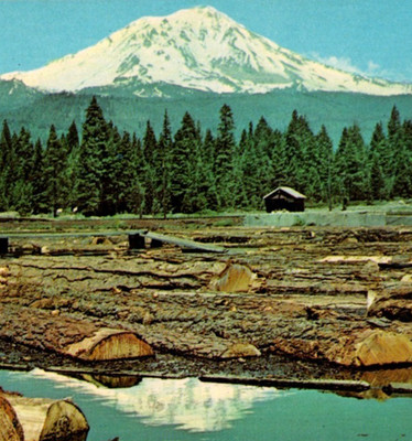 Vintage Postcard Western Logs Cedar Douglas Fir Mill Pond Mt St Helens (?) WA