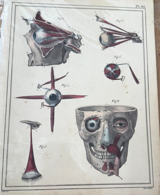 Antiker Anatomie Cloquet Original 1825 handkolorierte Lithographie selten Augenmuskeln