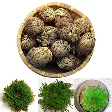 Magic Plant Rose of Jericho Plant Spike Moss Air Fern Resurrection Grass 1-5PCS