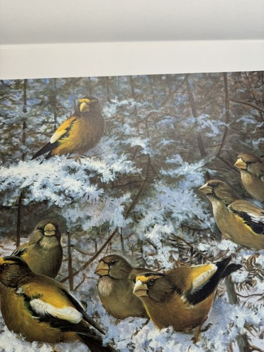 Owen Gromme Evening Grosbeaks Firmado ��Numerado 172/500 - Impresión The Gromme Master - Imagen 4 de 15