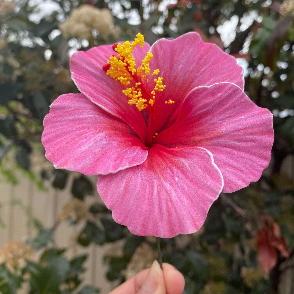 Hanisi Medium Hibiscus Sei Flowers 8.5cm Aute Pacifika Pua Hanisi Medium Hibiscus Sei Flowers 8.5cm Aute Pacifika Pua