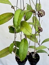 Hoya nap02 sp aceh [2b17a014] 2 macetas, 2 plantas, 20-22 pulgadas ¡¡Raro!!!