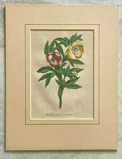 Antique 1856 Chromo Litho Primevere Grandiflore Matted Floral Art Print Redoute