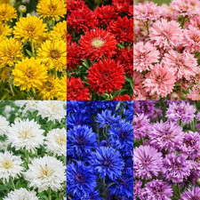 690 Mix Bachelor Button Seeds   Heirloom Non-Gmo USA Grown Cornflower Seeds   Ea