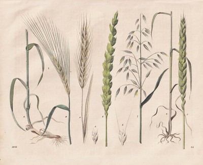 Getreide Gerste Hafer Weizen wheat oats barley Lithographie lithograph - 1844