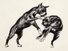 Boxer "Playful Boxing" - CUSTOM MATTED - 1954 Vintage Dog Art Print