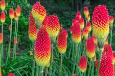 Red Hot Poker Flower Seeds - 100+ Seeds - Exotic