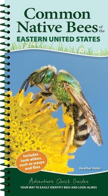 Common Backyard Bees of the Eastern United States: Your Way to Easily Identify B
