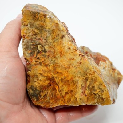 Regency Rose Plume Agate Rough - Old Stock Upward Plume with Red Cut Face