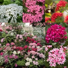 100 Perennial Pentas Seeds for Planting Outdoor-Pentas Lanceolata Flowers