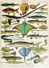 Fish - Sea Ocean Marine - Poissons Chart #2 - Illustration Poster