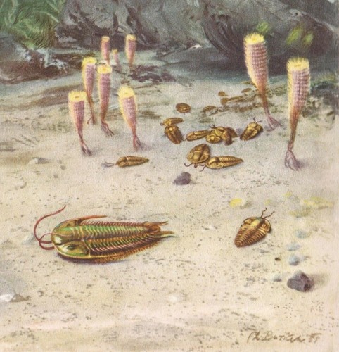CAMBRIAN SEA 500,000,000 years ago Color Print By Z Burian 1963 VF Clean 9x13" - Picture 4 of 5
