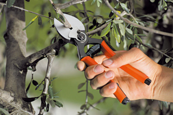Stocker 380 Forbice Doppio Taglio 21cm | Ideale per Frutteti e Olivi - 2