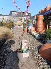 Peach Tree Prunus Persica | 5L Pot | Fruit Tree | Sweet Juicy Peaches 