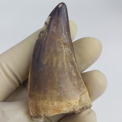 Extrem seltener Mosasaurier Zahn Dinosaurier authentisches Fossil marine prähistorisch geöffnet
