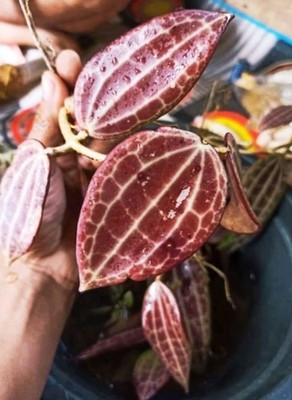 Real Picture Hoya Macrophylla Red Exotic Rare Plant