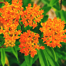 Milkweed ORANGE PERENNIAL Tuberosa Monarch Butterfly Host Plant Non-GMO 70 Seeds