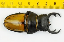 Odontolabis for collectors | large size | Collector's Secret