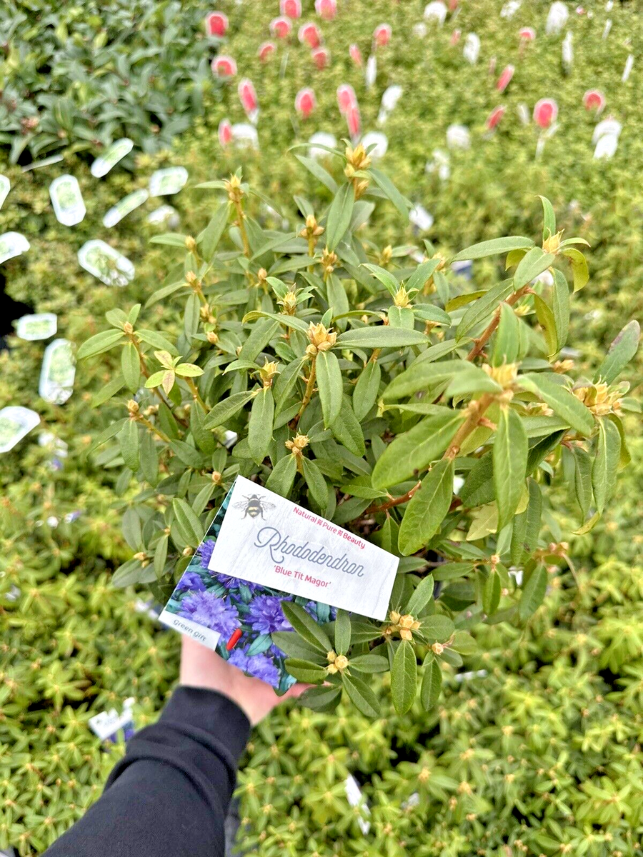 taxus densiformis Taxus x media 'Densiformis' ~ Dense Spreading Yew – JTSOP Farms main image 0