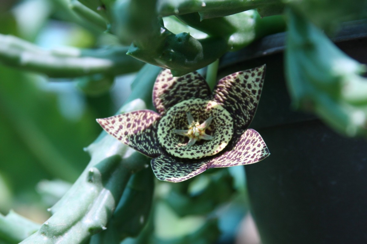 1) Unroot Stapelia Variegata Orbea Starfish Carrion Plant
