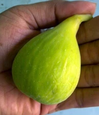 Conadria Fig - 2 Cuttings - PLUS WILLOW WATER FOR ROOTING!!