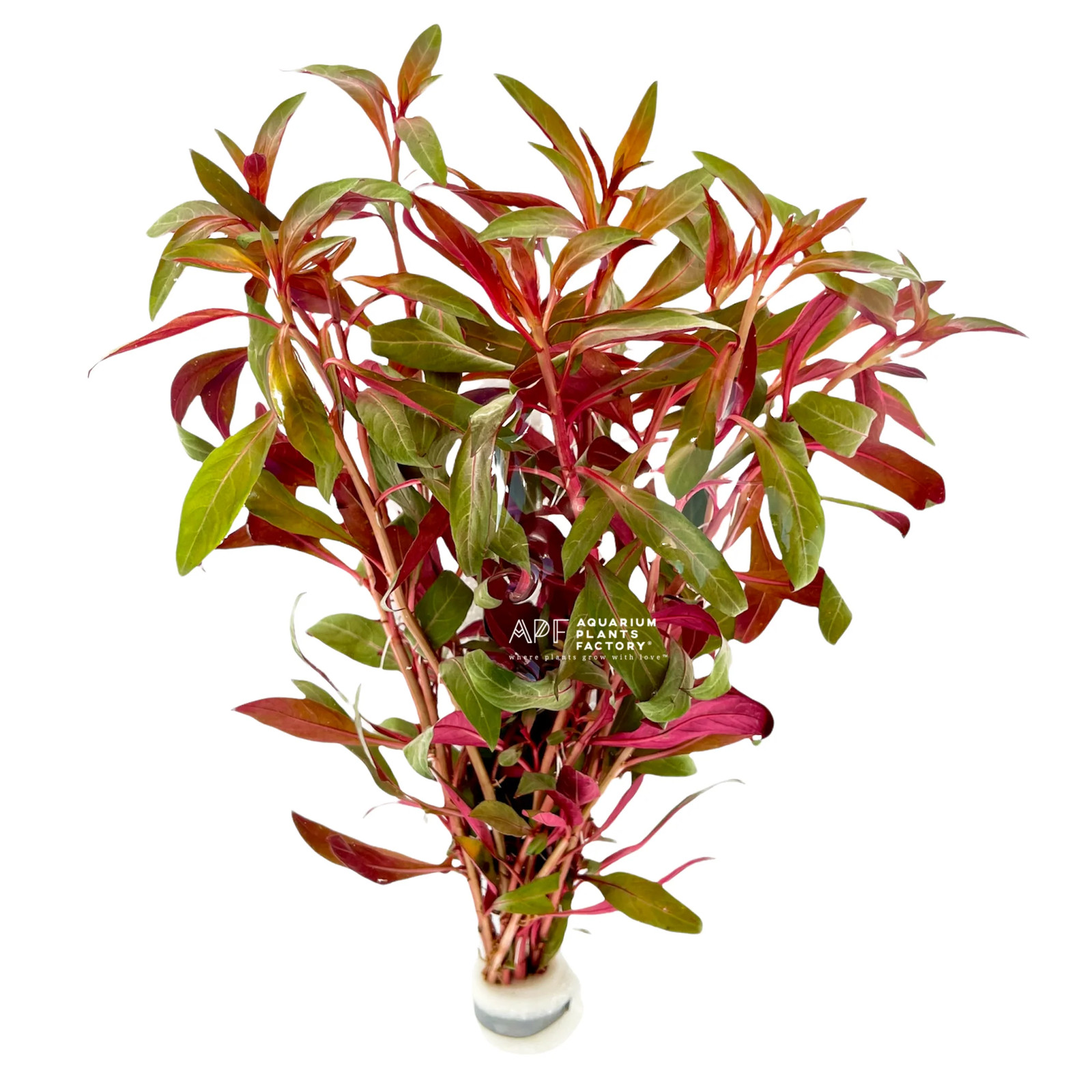 Ludwigia Glandulosa (Peruensis) Aquarium Plants Factory® NMATH