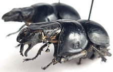 Geotrupidae for collectors | rare Dung Beetles