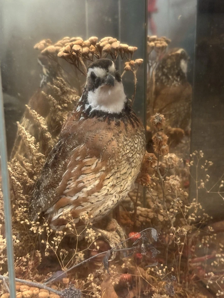 1994 ПЕРЕПЕЛА Американское Дерби Пригласительный Трофей Второе место Таксидермия Дисплей Винтаг - Изображение 3 из 4