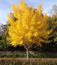 Ginkgo biloba - Maidenhair Tree Large 4Ltr Pot Ancient Living Fossil Full Hardy