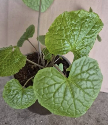 6x Wasabi (Eutrema japonicum) mehrjährige BIO aus meinem Garten -Wurzuelnack