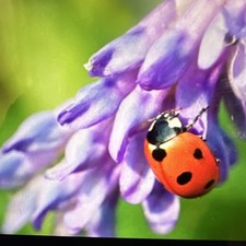 1500 Ladybugs Beneficial Insects for Aphid Control