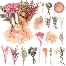 Trockenblumen, Getrocknete Blumen, Trockenblumen Zum Basteln Trockenblumen Klein