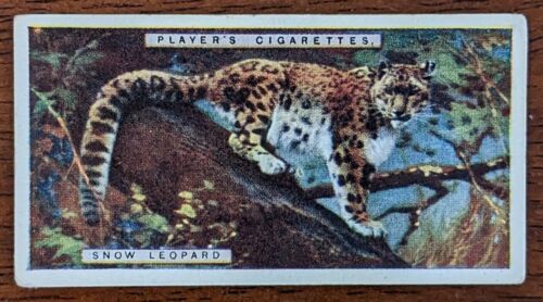 Tarjeta de cigarrillo de historia natural de John Player 1924 - #26 leopardo de las nieves  - Imagen 1 de 2