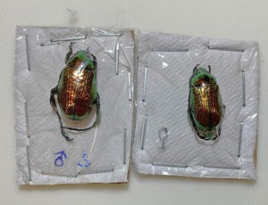 Pelidnota | eBay