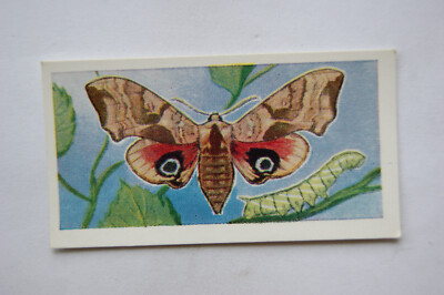 1958 Swettenham Teekarte Schmetterlinge & Motten Nr. 23 Augen Falken Motte