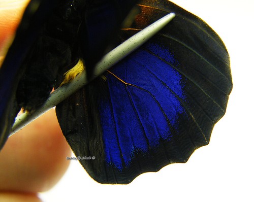 Unmounted Butterfly/Nymphalidae - Agrias hybrid, male 5, Peru - Picture 4 of 5