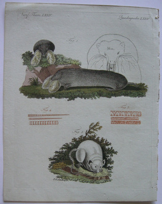 Canadian rat white house mouse Mus bursarius color copperplate Bertuch 1800