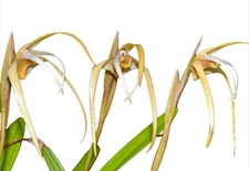 Maxillaria dalessandroi Tan Yellow White Orchid Species Fresh Repot 4” Pot