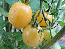Iva's Sweet White - beautiful frost-colored cherry tomato 