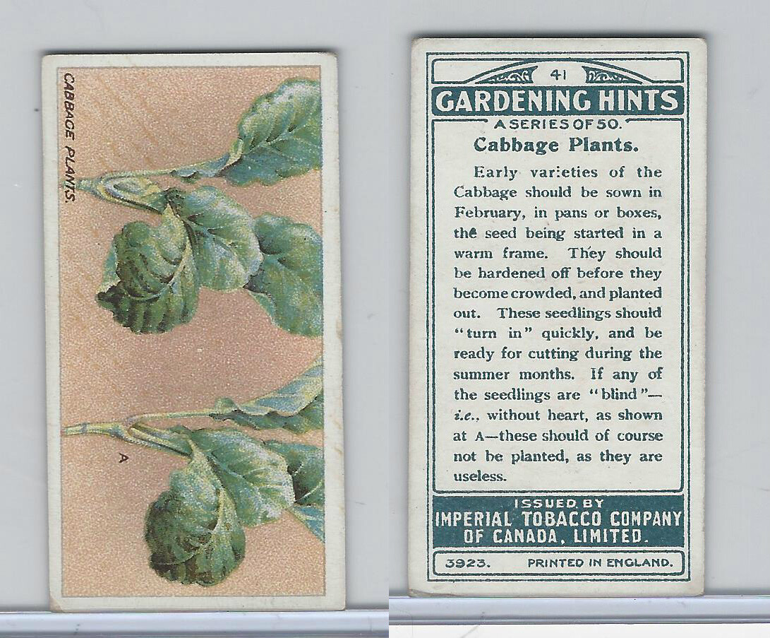 tobacco cabbage C15 Imperial Tobacco, Gardening Hints, 1923, #41 Cabbage Plants