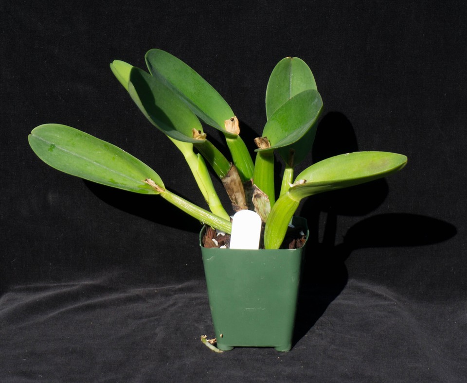 Orchid Plant Pot. Paradise Rose 'Sweety', BLOOMING SIZE DIVISION HO