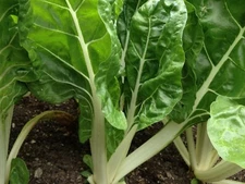Fordhook Giant Swiss Chard Seeds, NON-GMO, Salad Greens, Heirloom, FREE SHIPPING
